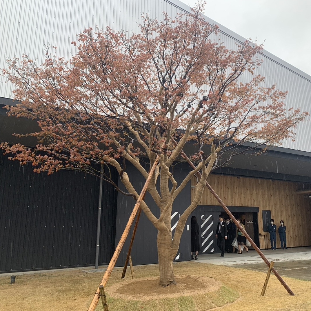 株式会社中部日本プラスチック様本社新社屋竣工式にて庭木の里親植樹式が行われました