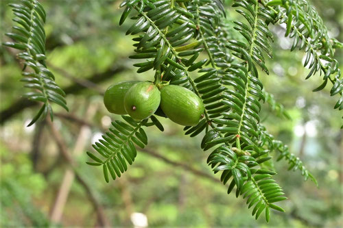 カヤの木を譲ってくれる方募集｜お知らせ｜庭木の里親マッチングtrees
