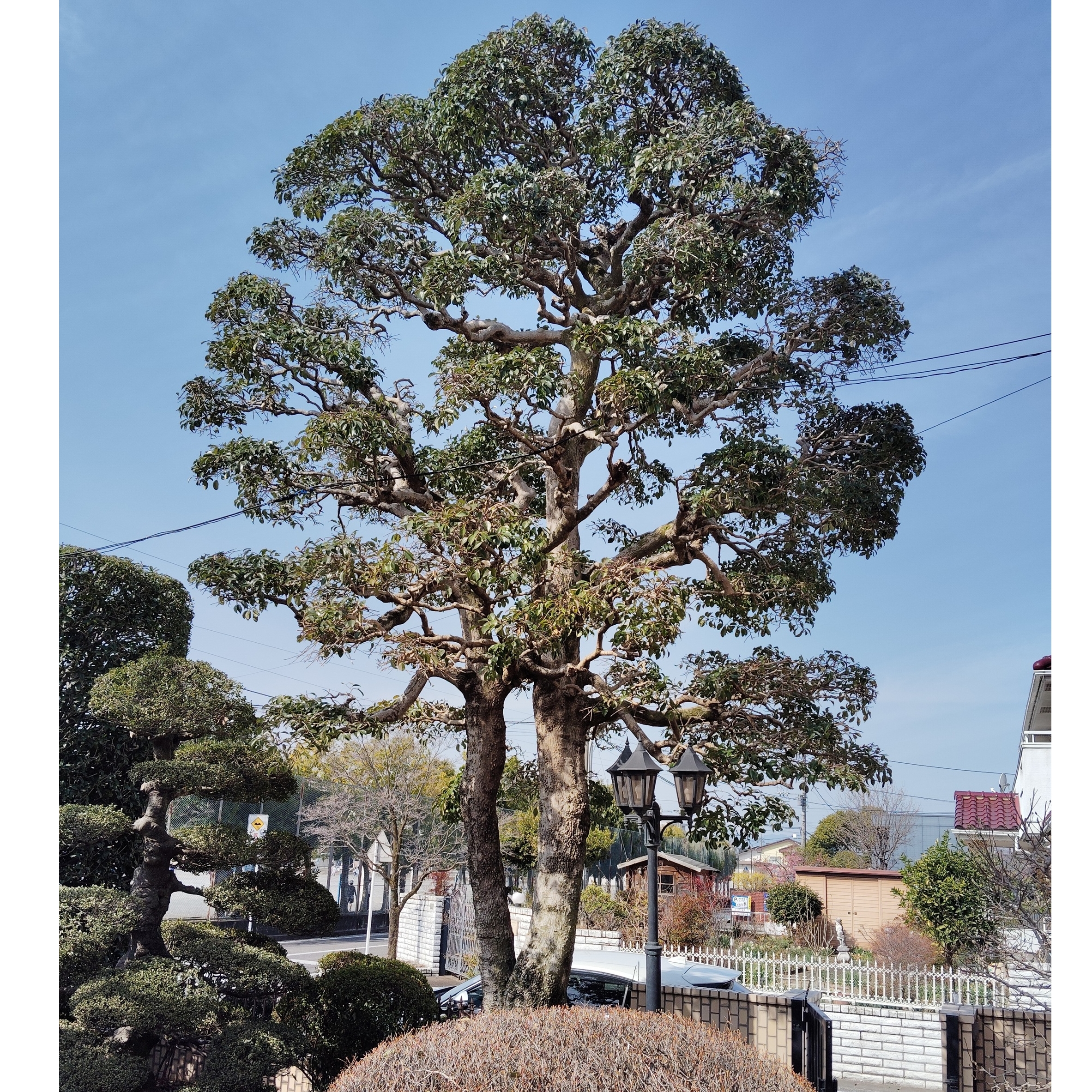 双幹　クロガネモチ　メス