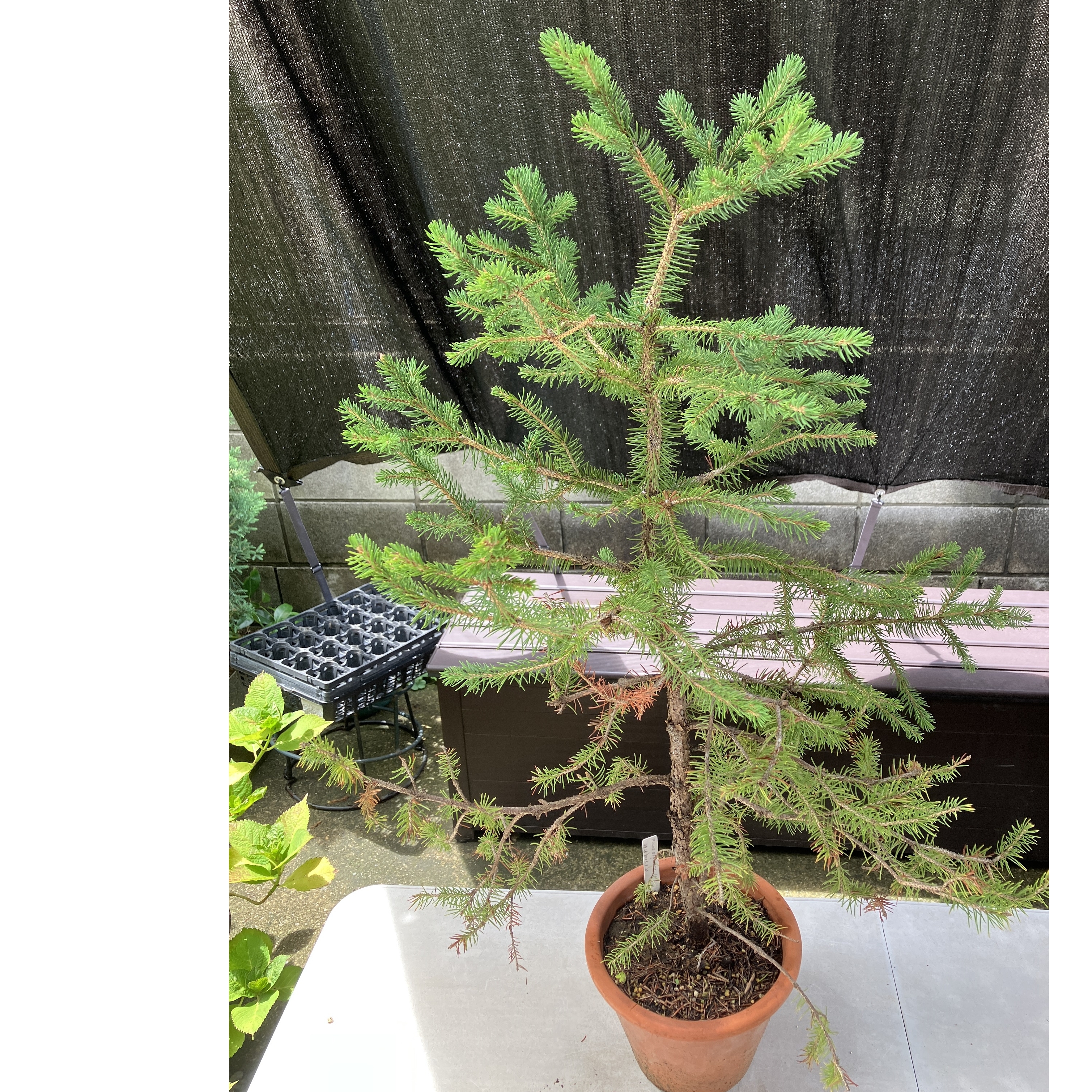 チュウゴクハリモミ（Picea asperata）