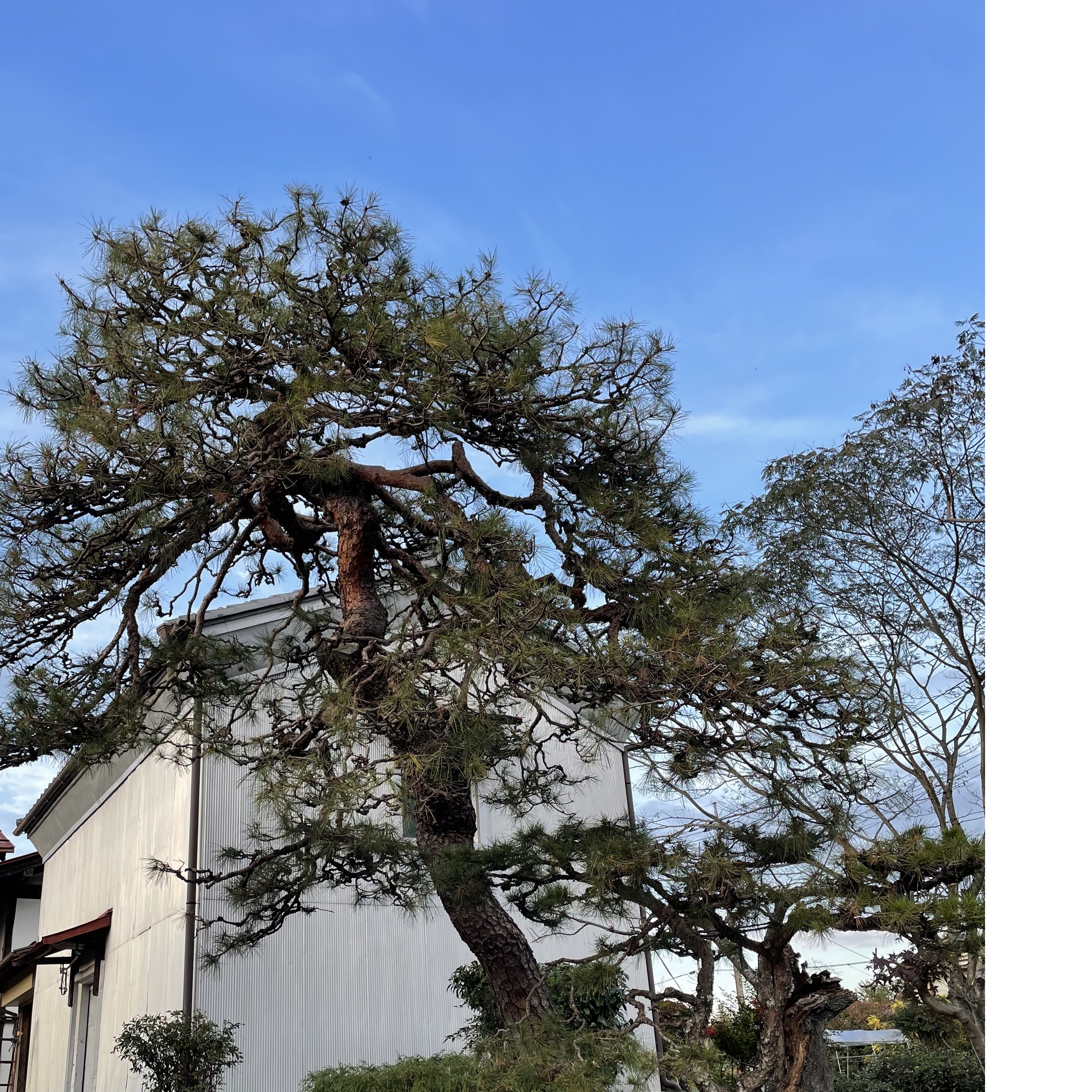 大昔から家にある松
