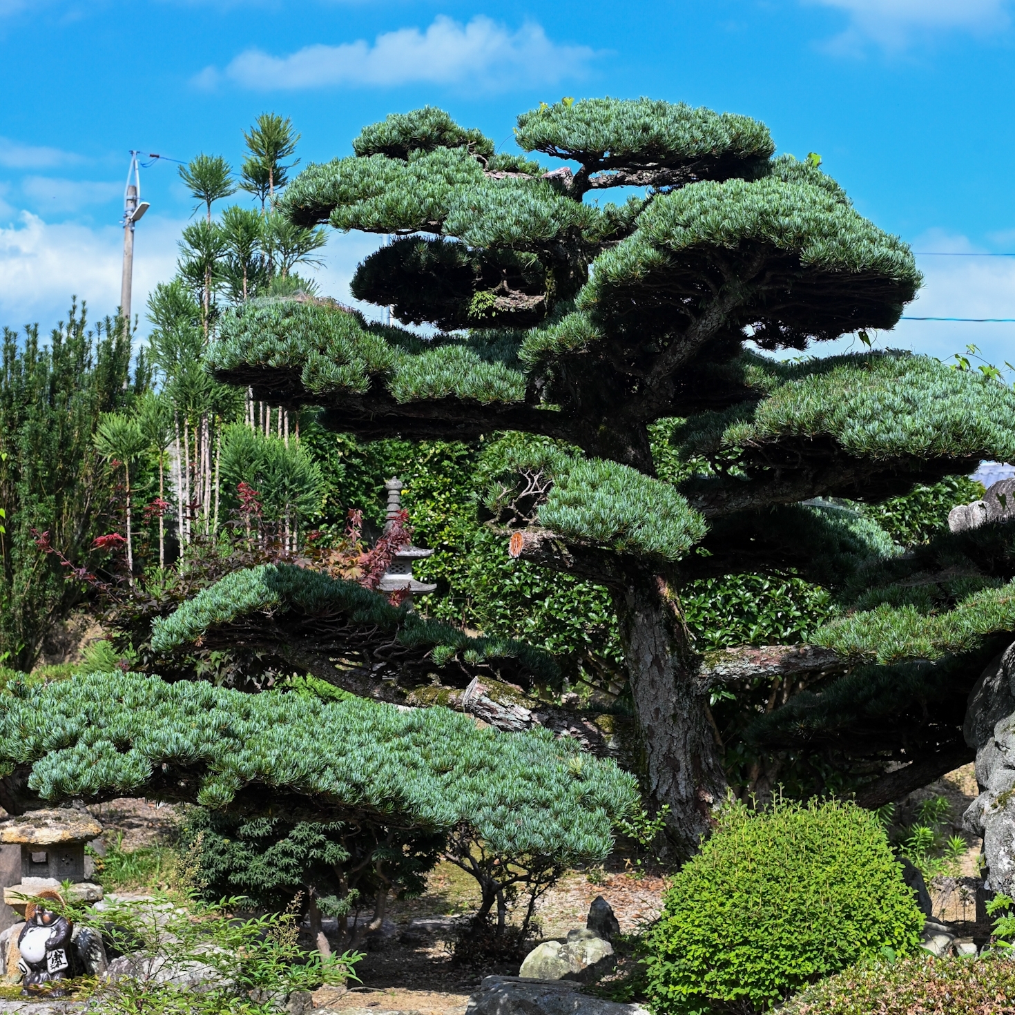 津山市の五葉松( 2.5m)