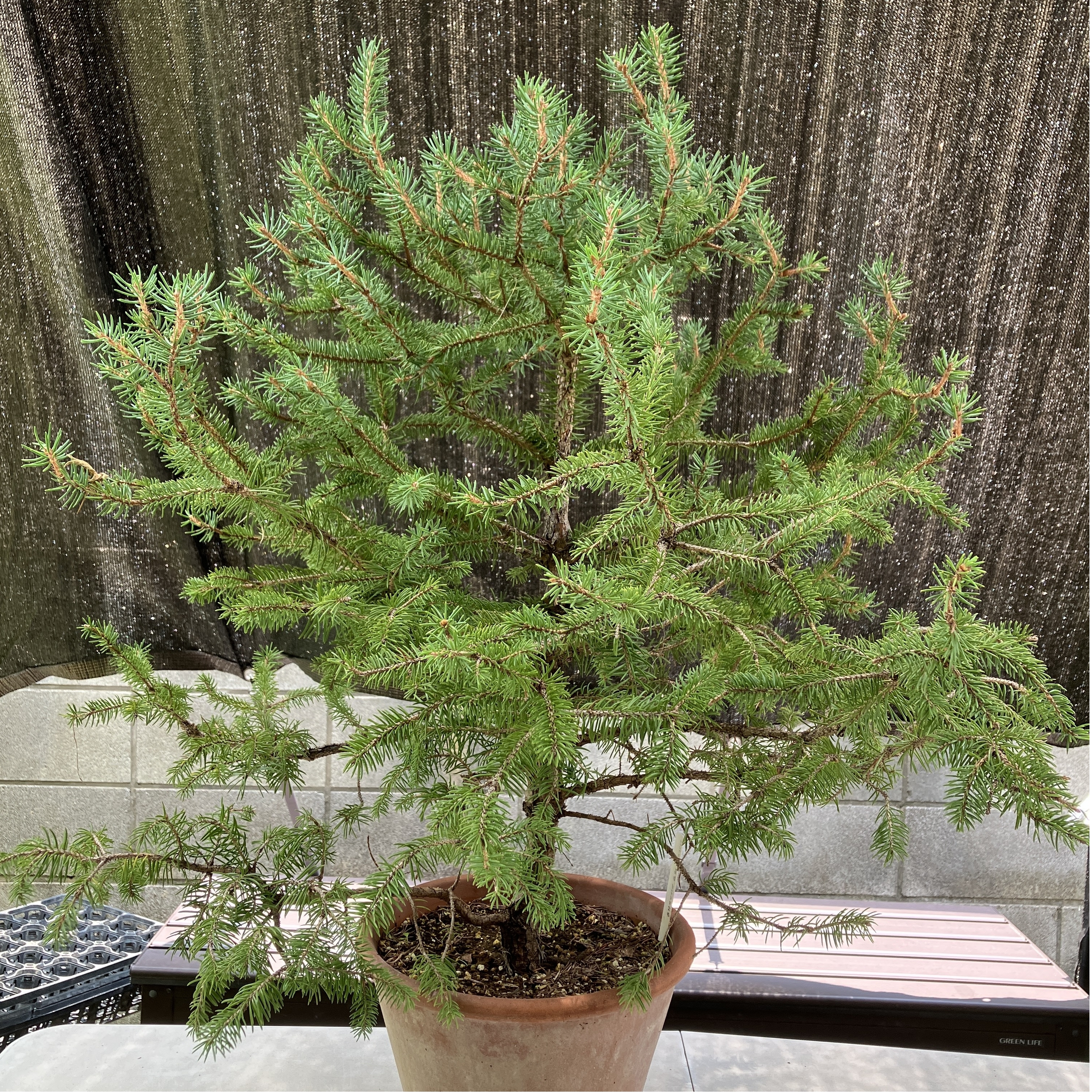 ウィルソントウヒ（Picea wilsonii）