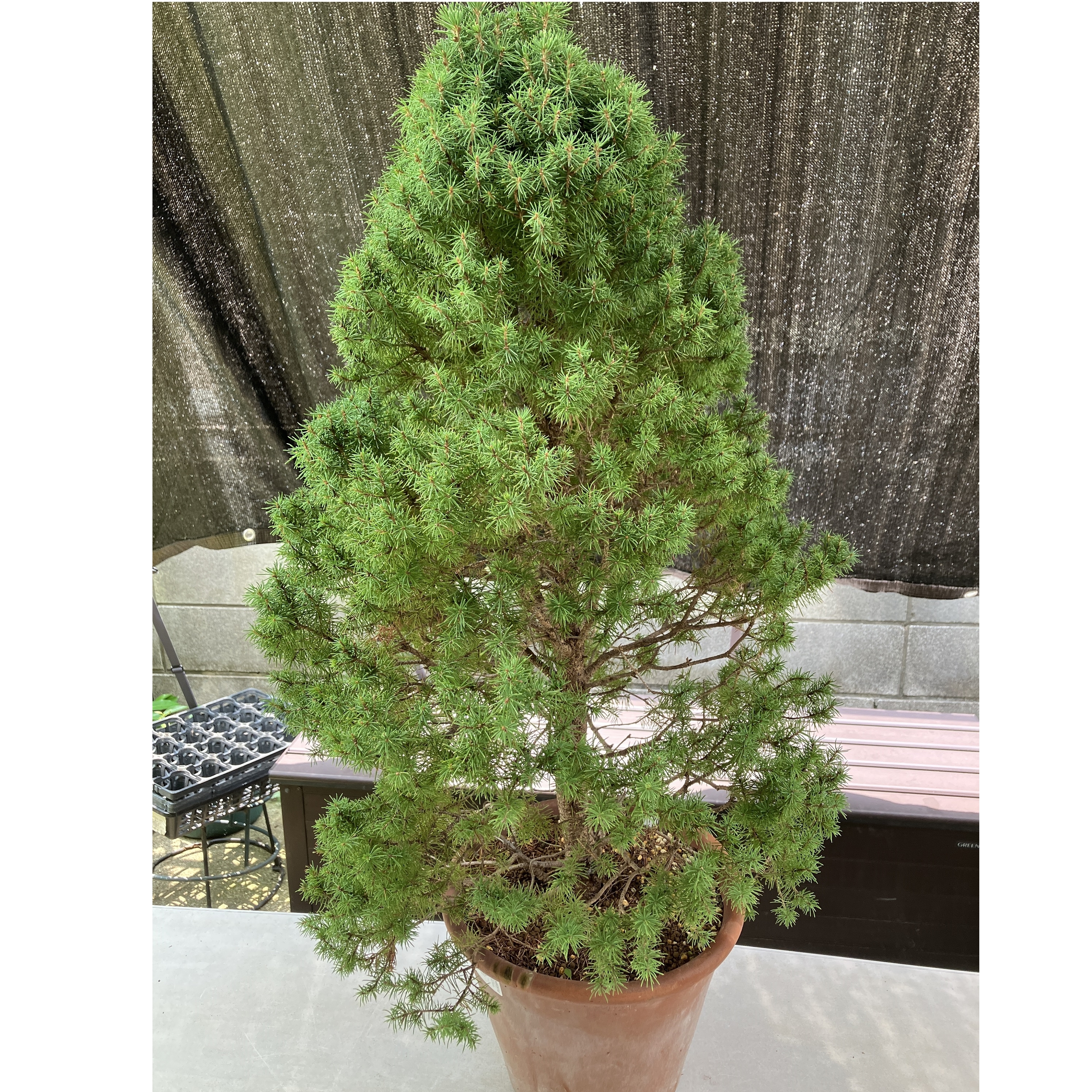 カナダトウヒ「コニカ」（Picea glauca albertiana