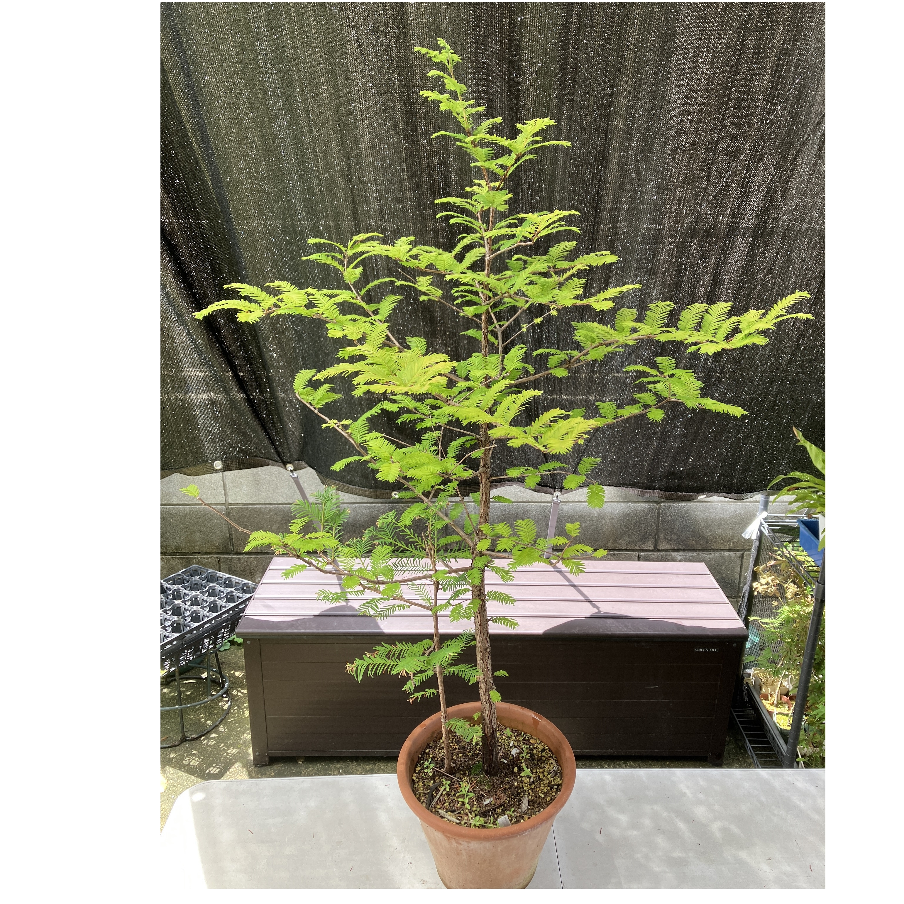 メタセコイア（Metasequoia glyptostroboides）