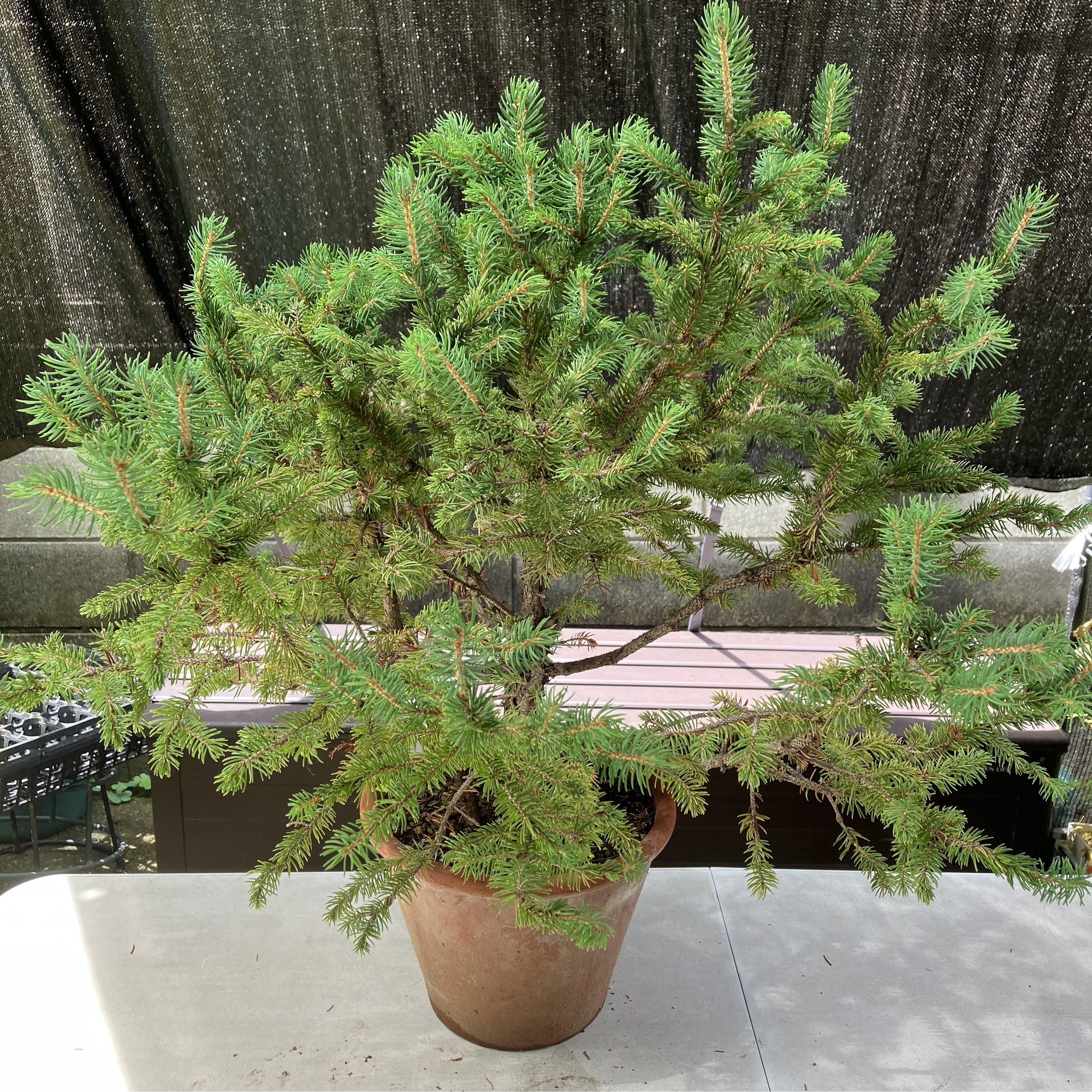 チュウゴクハリモミ（Picea asperata）